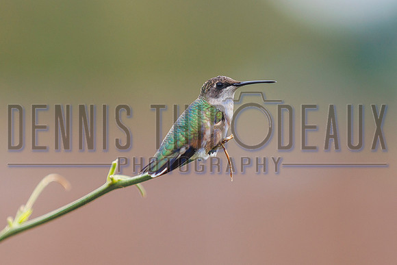 1DT_9252 hummingbird