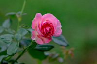 _MG_0025