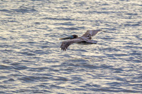_M0E9628 pelican