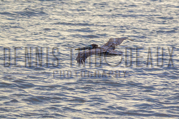 _M0E9628 pelican