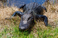 DT3_0594