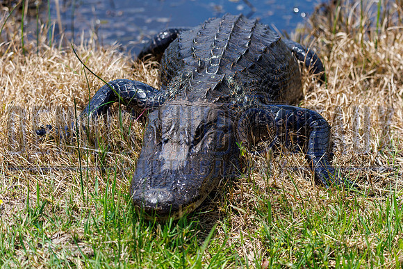 DT3_0594