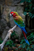 Moody Gardens