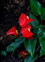DT3_2335