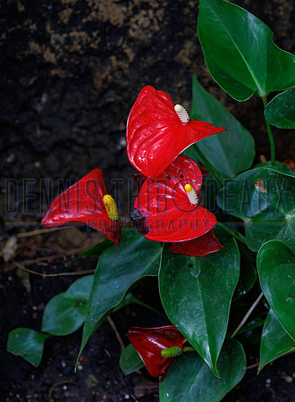 DT3_2335